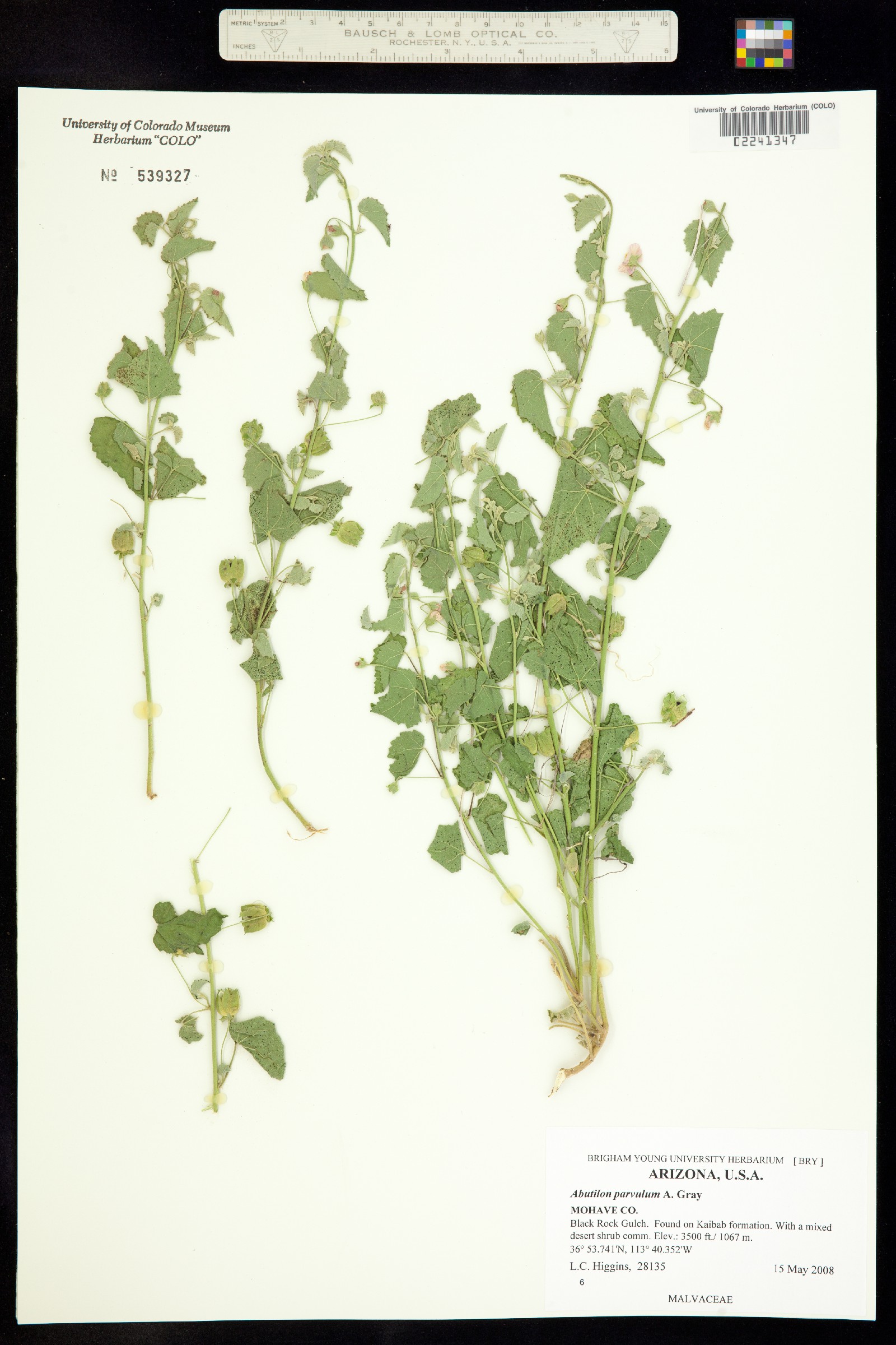 Abutilon parvulum image