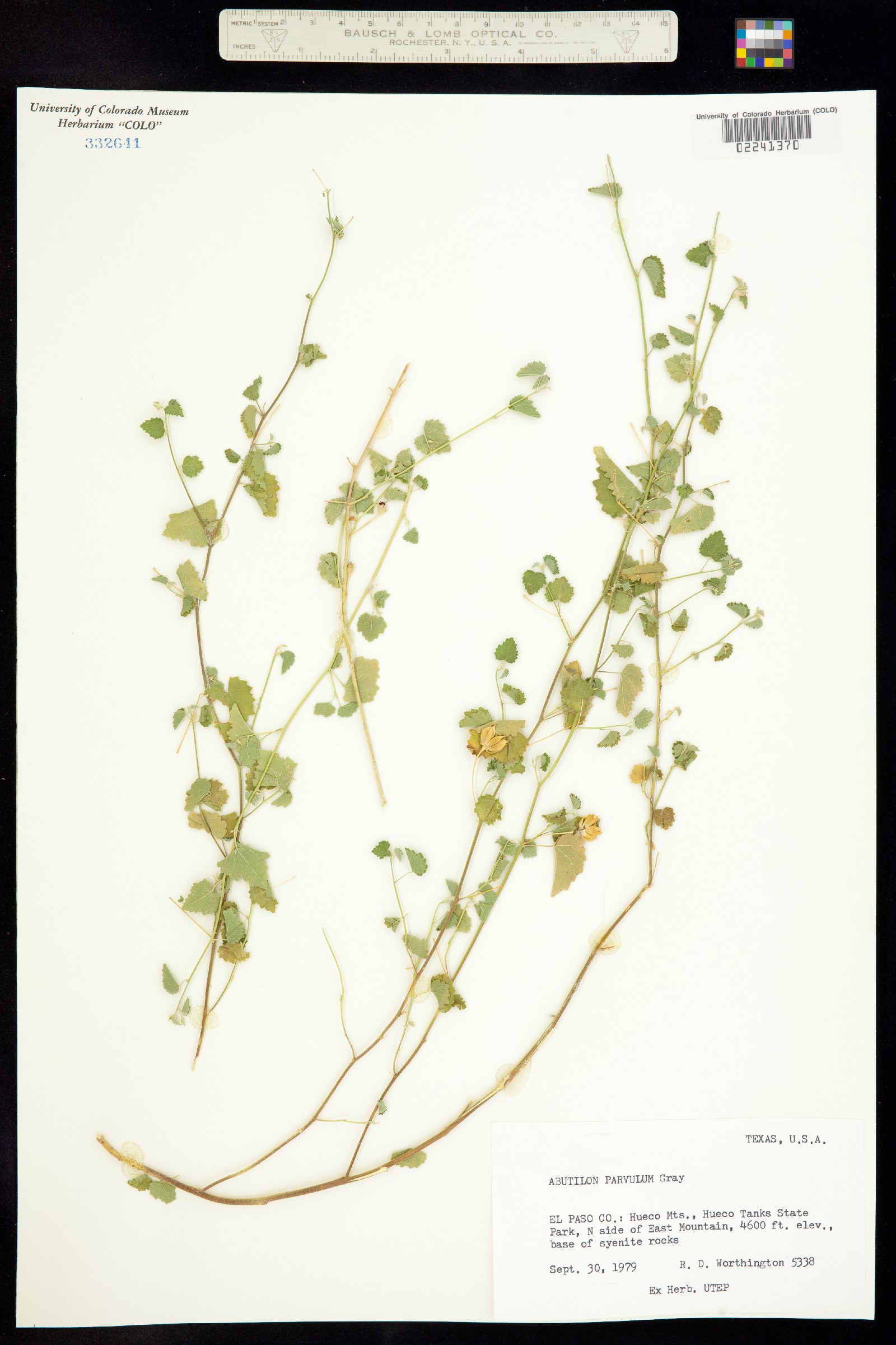 Abutilon parvulum image