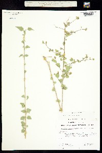 Abutilon incanum subsp. pringlei image