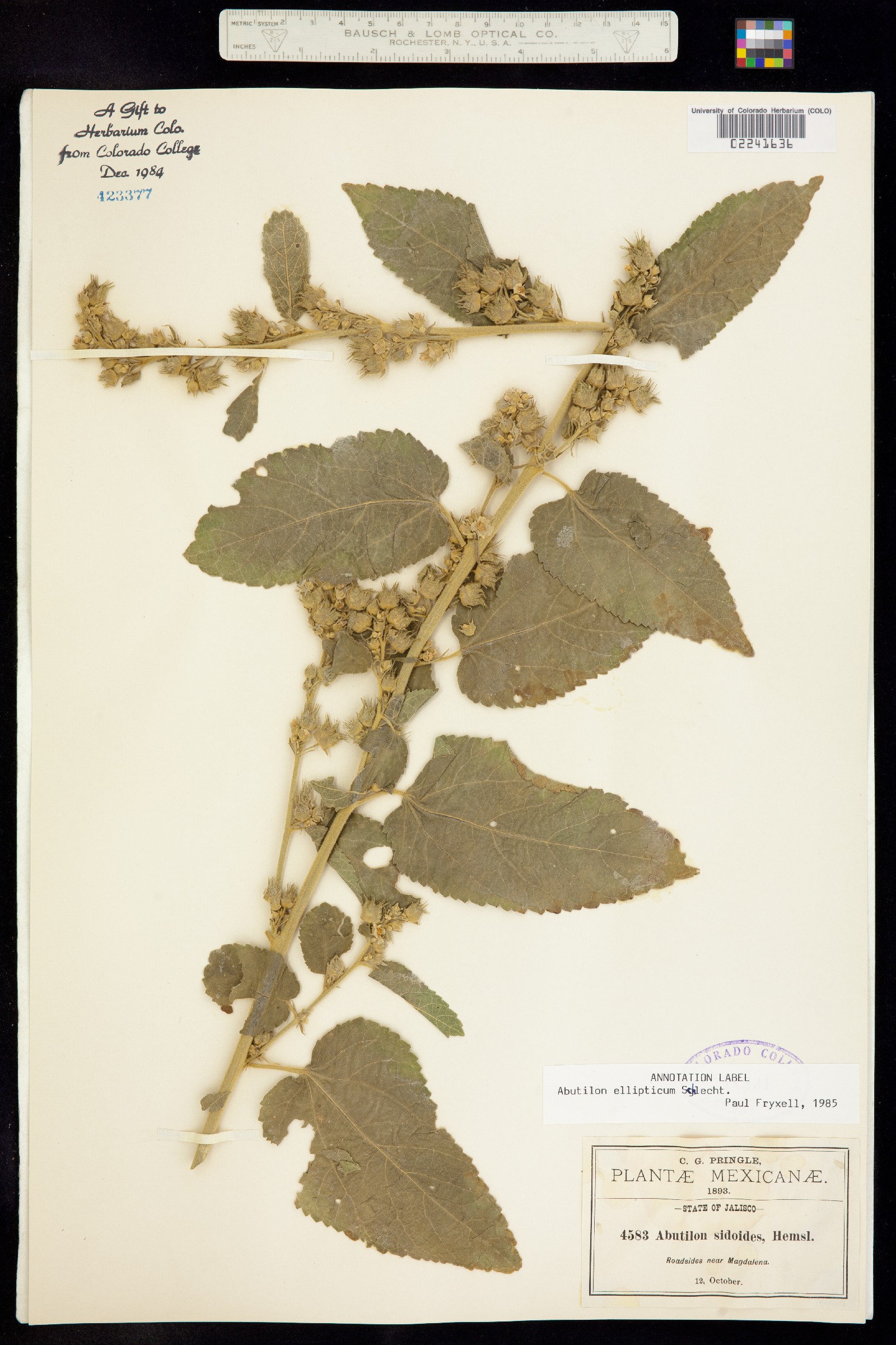 Pseudabutilon ellipticum image