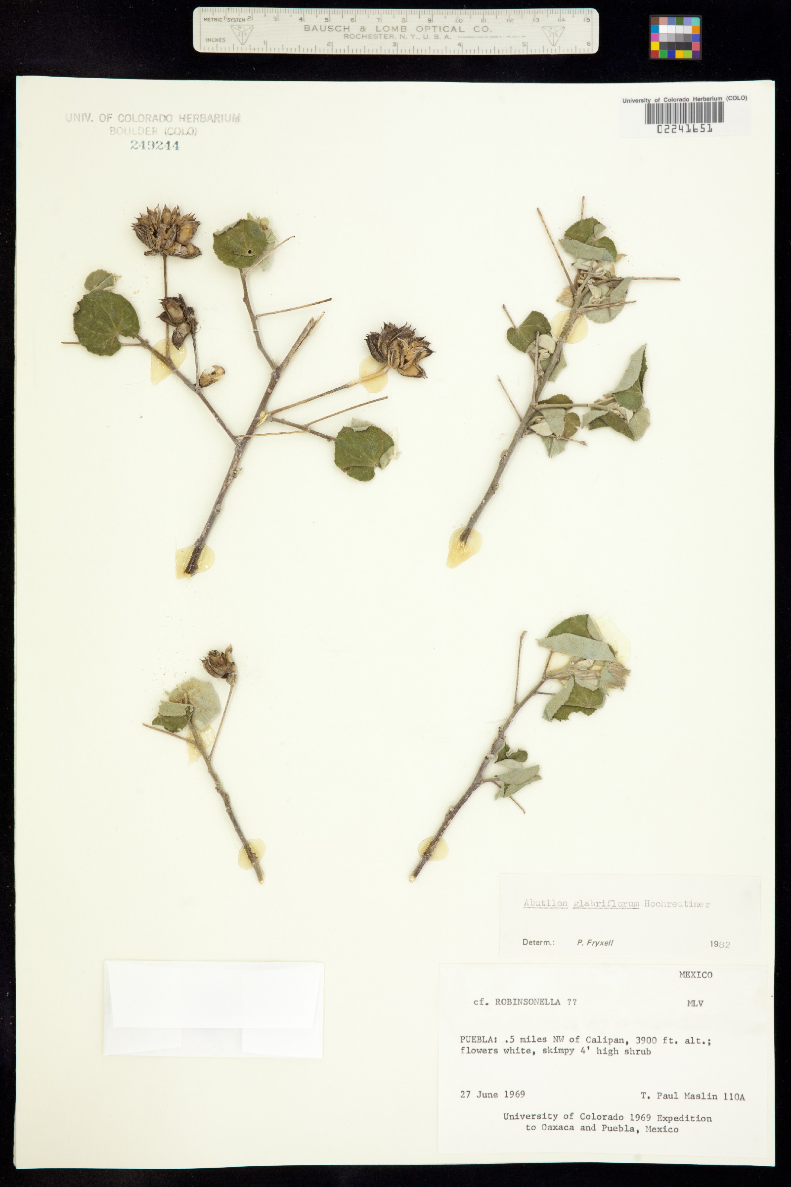 Abutilon grandifolium image