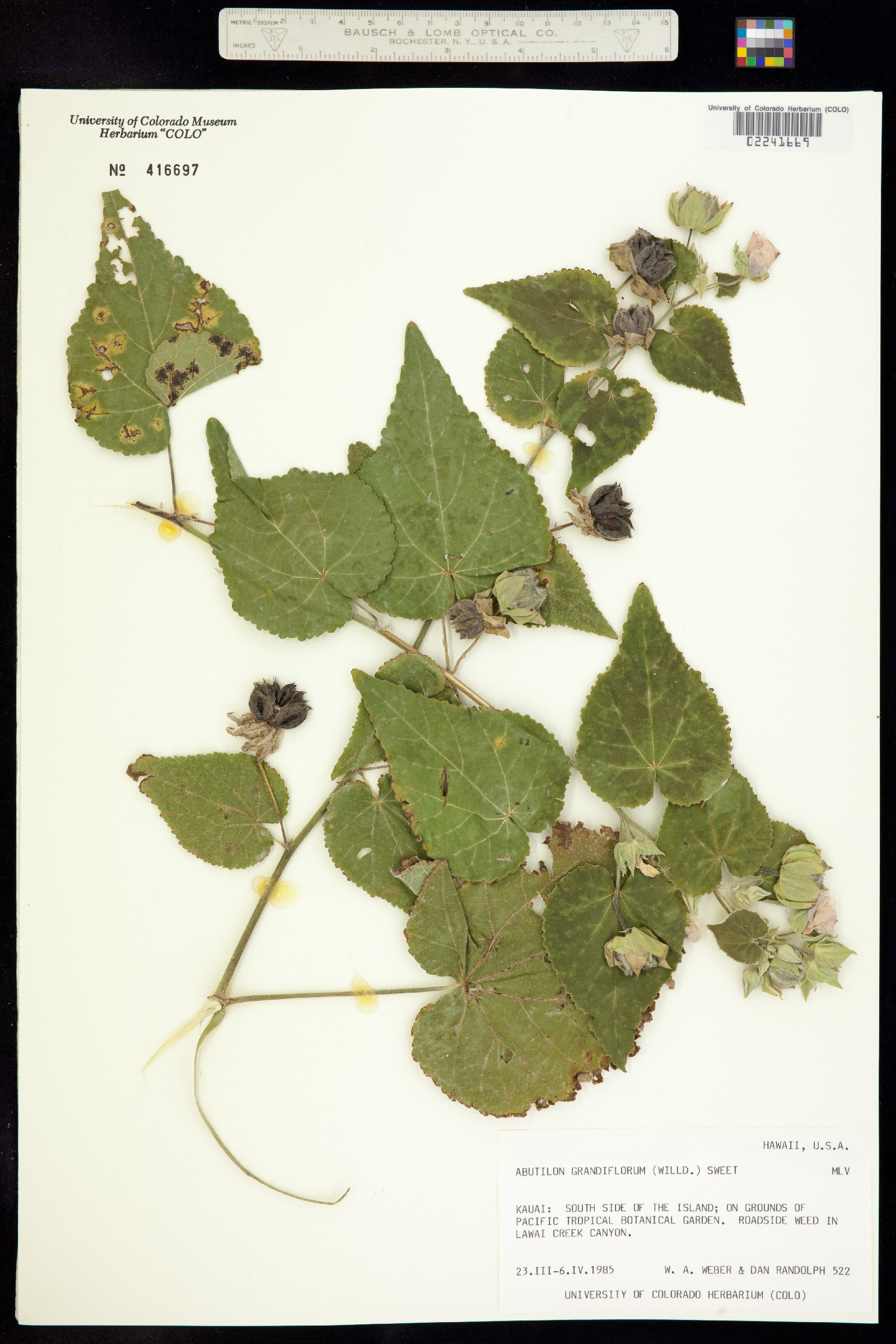 Abutilon grandifolium image