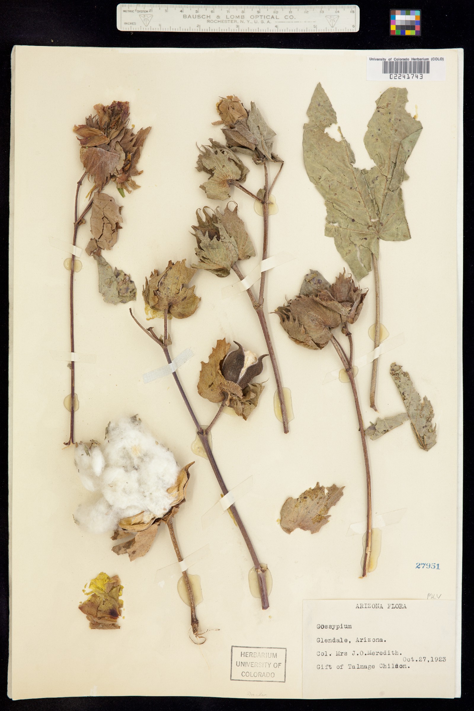 Gossypium image