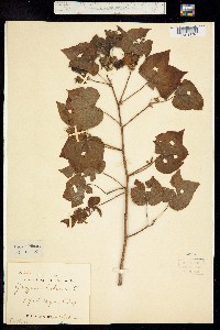 Image of Gossypium herbaceum