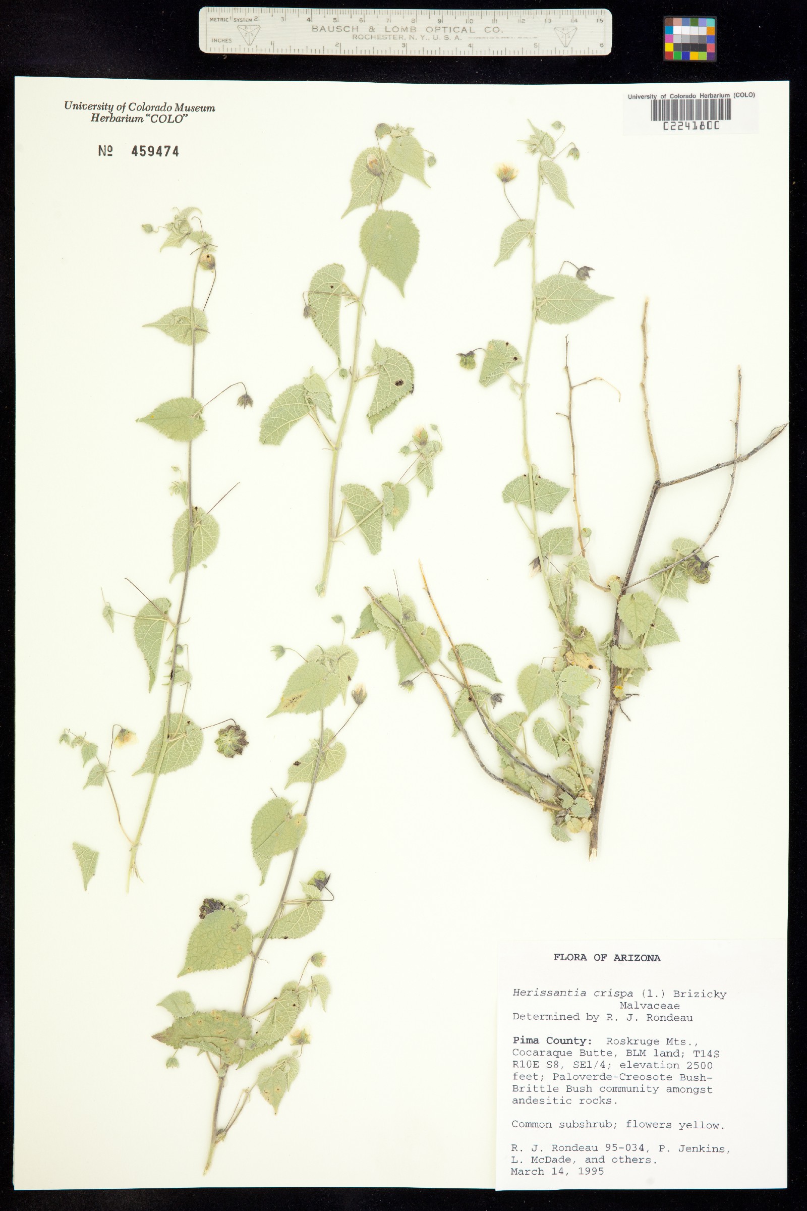 Herissantia crispa image