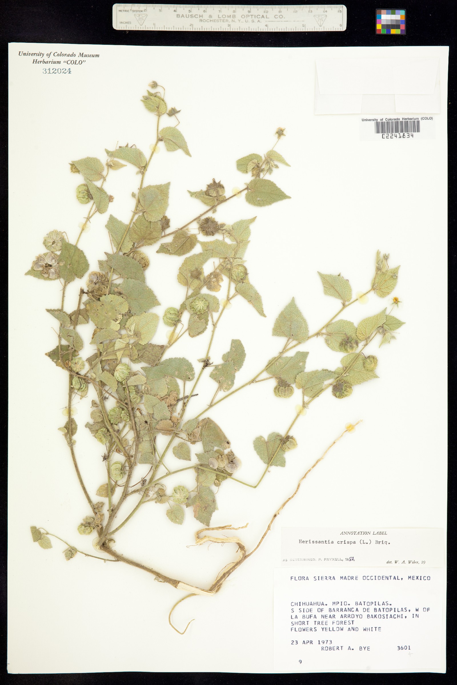 Herissantia crispa image