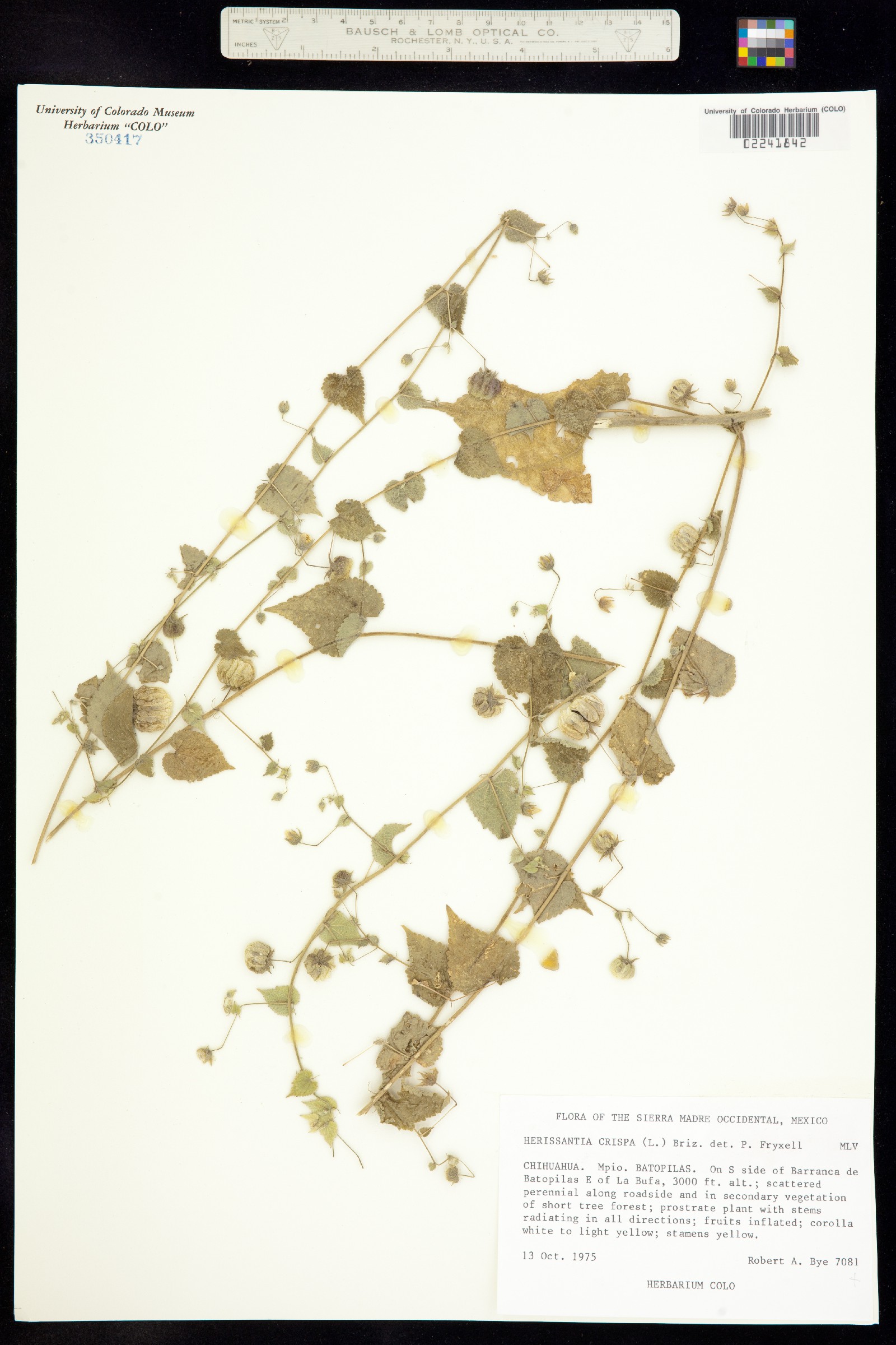 Herissantia crispa image