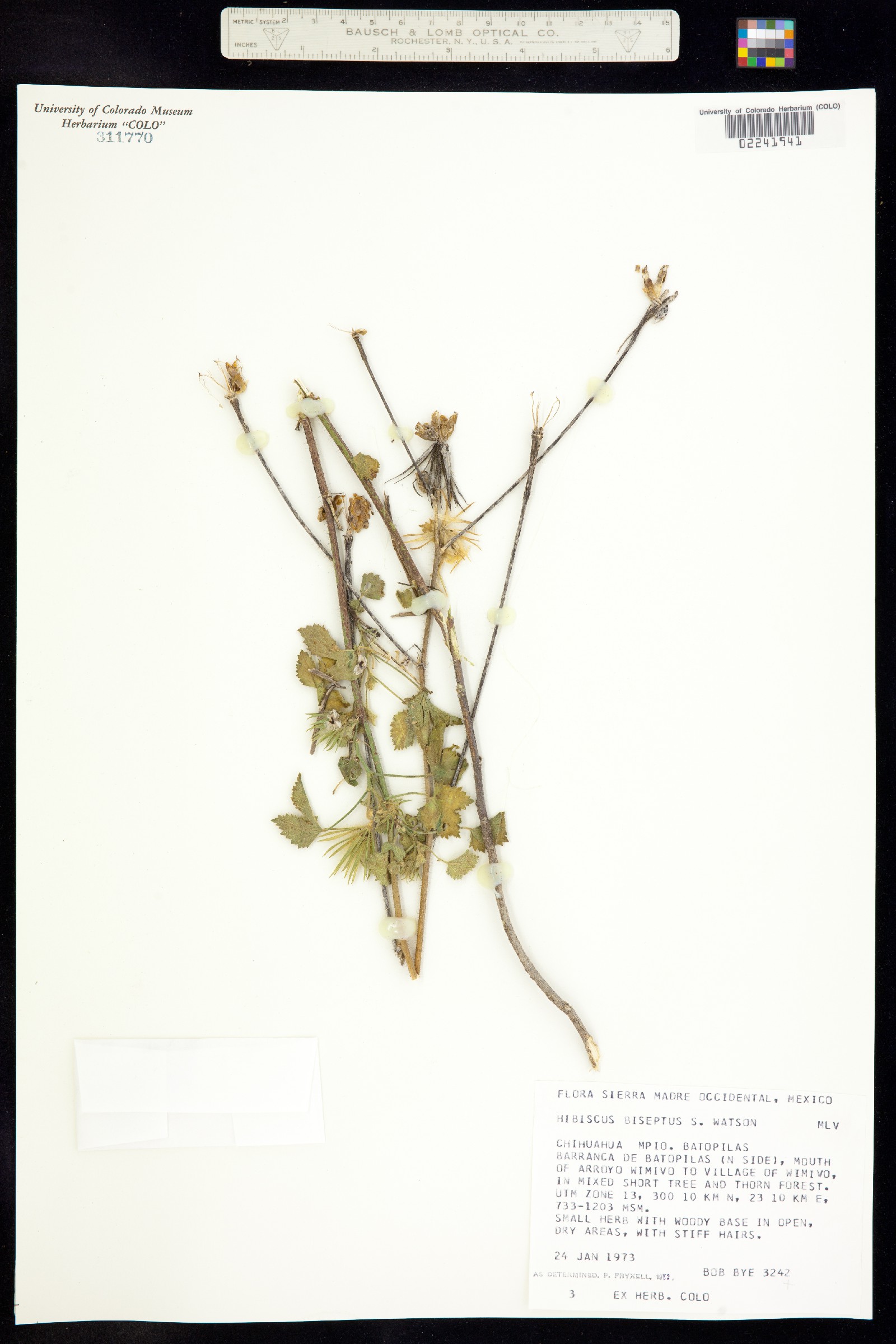 Hibiscus biseptus image