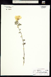 Hibiscus coulteri image