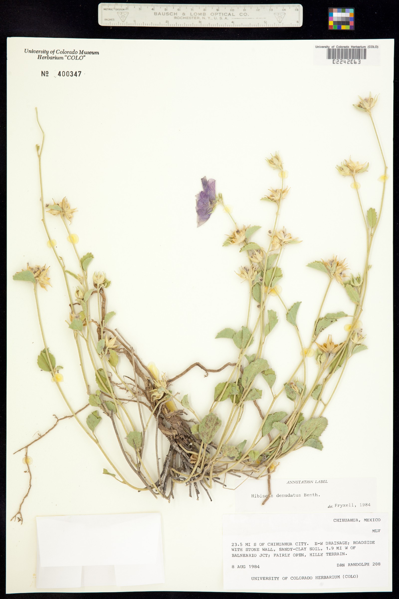 Hibiscus denudatus image