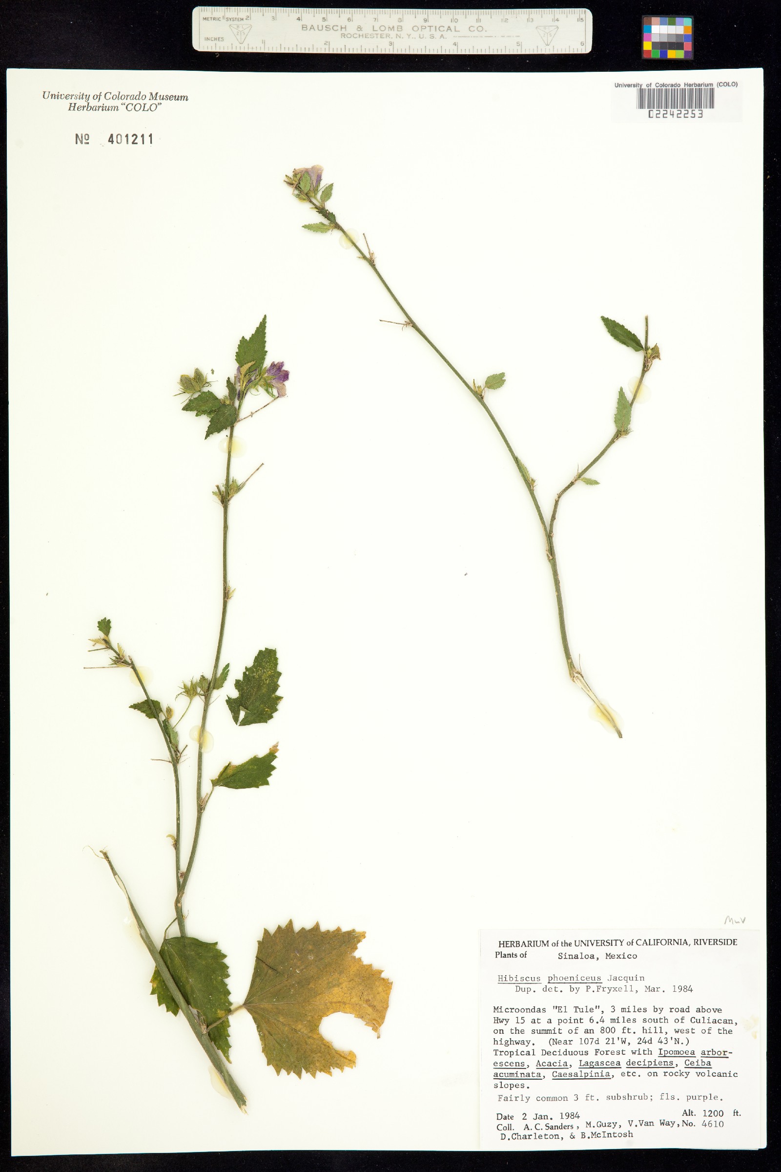 Hibiscus phoeniceus image