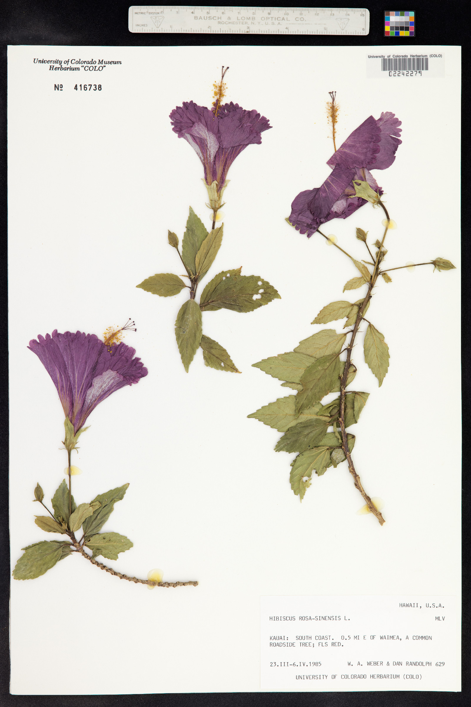 Hibiscus rosa-sinensis image