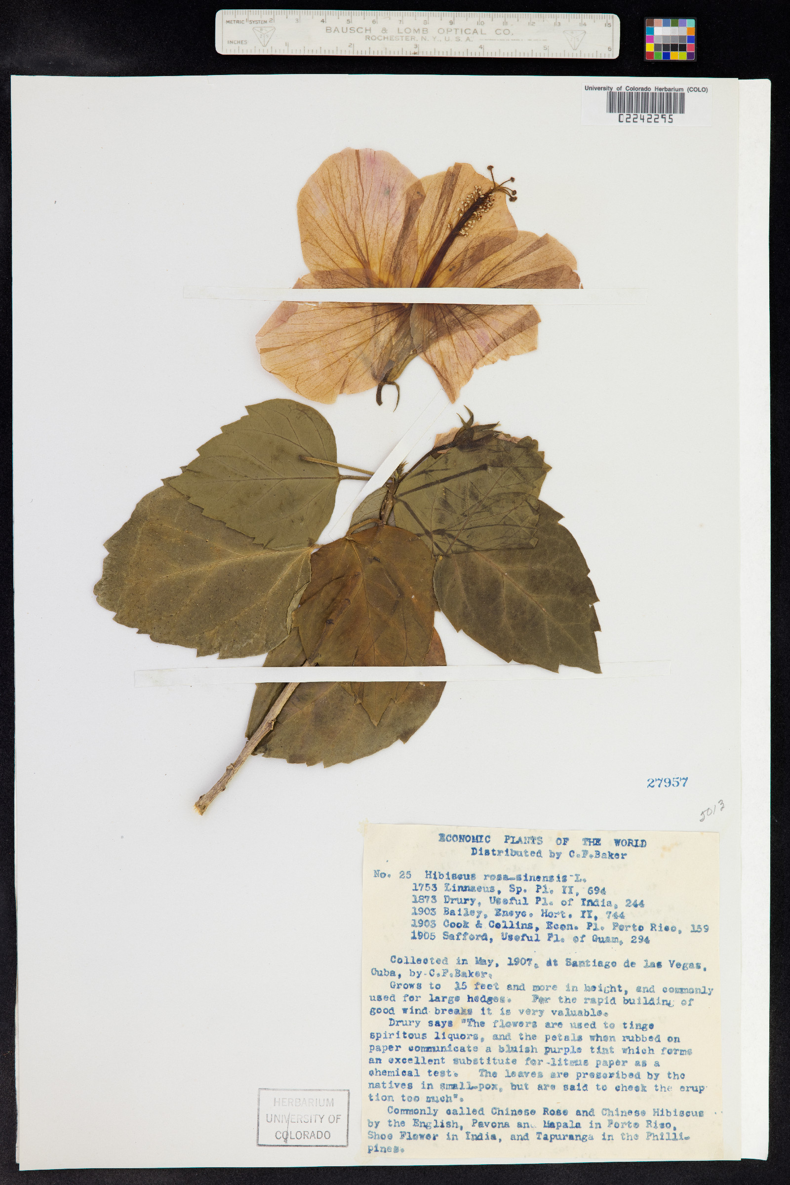 Hibiscus rosa-sinensis image
