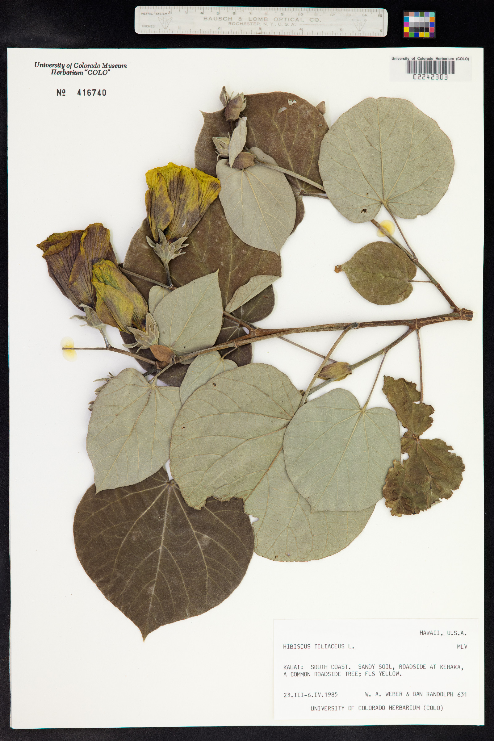 Talipariti tiliaceum image