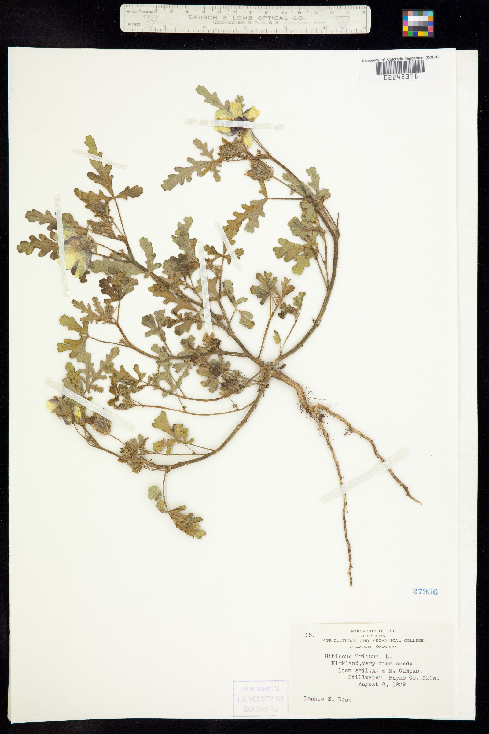Hibiscus trionum image
