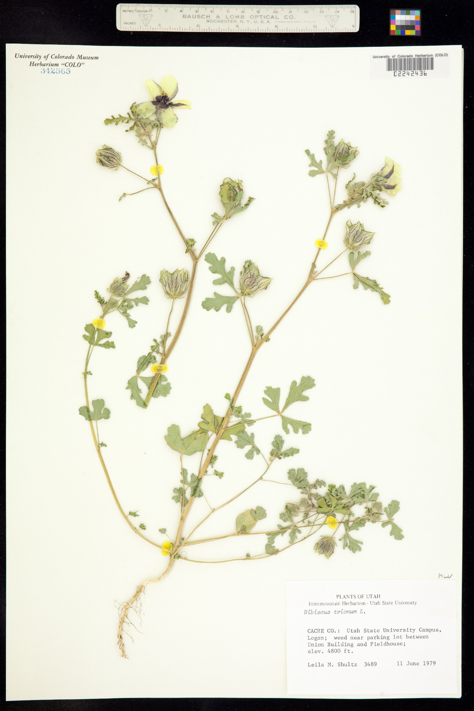 Hibiscus trionum image