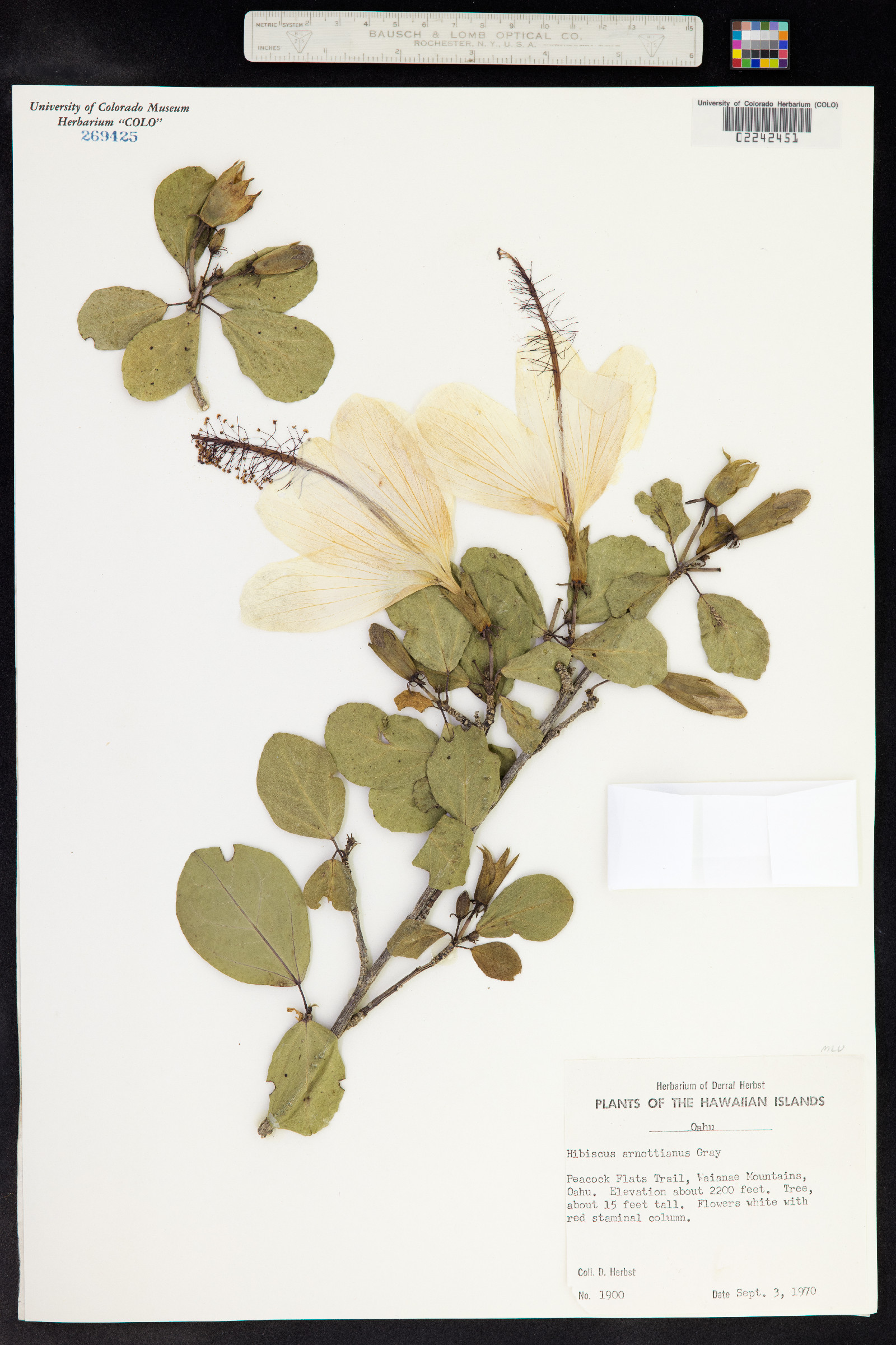 Hibiscus arnottianus image