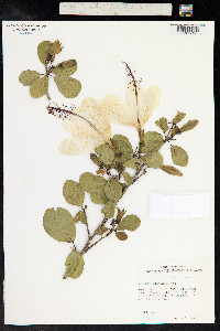 Image of Hibiscus arnottianus