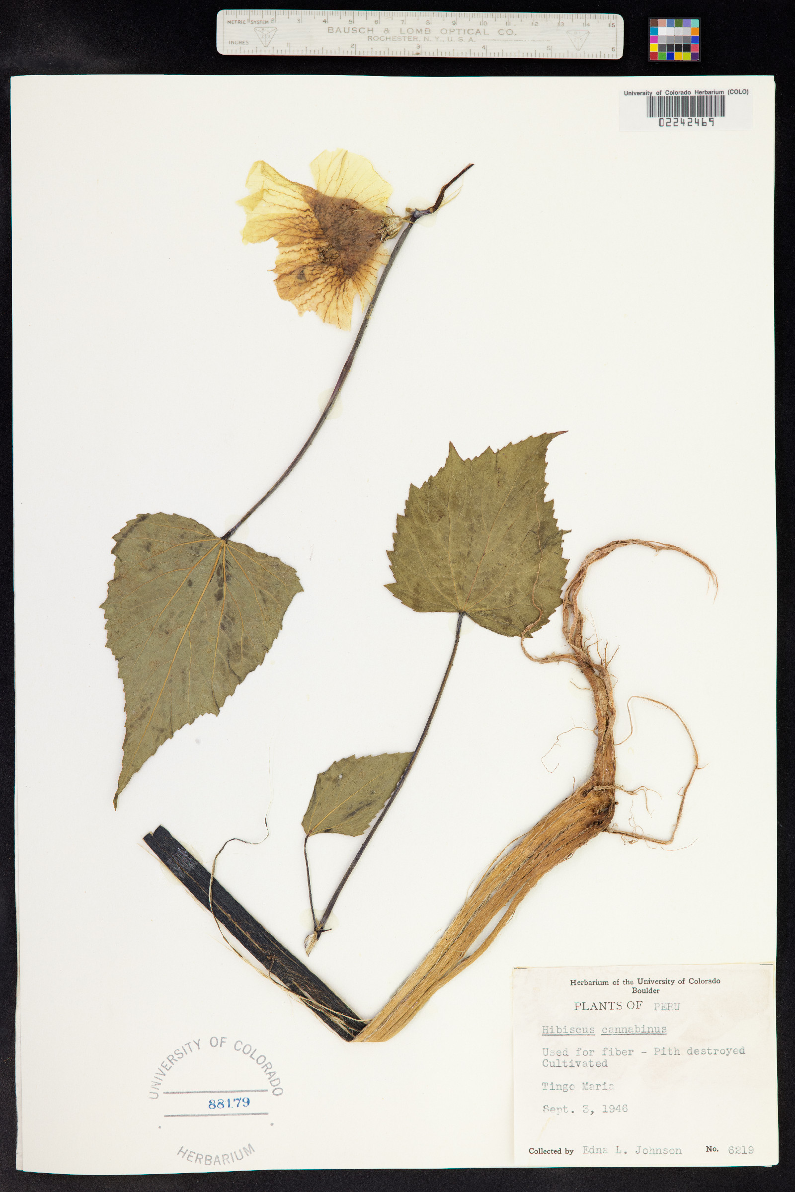 Hibiscus cannabinus image