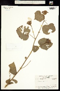 Image of Hibiscus costatus