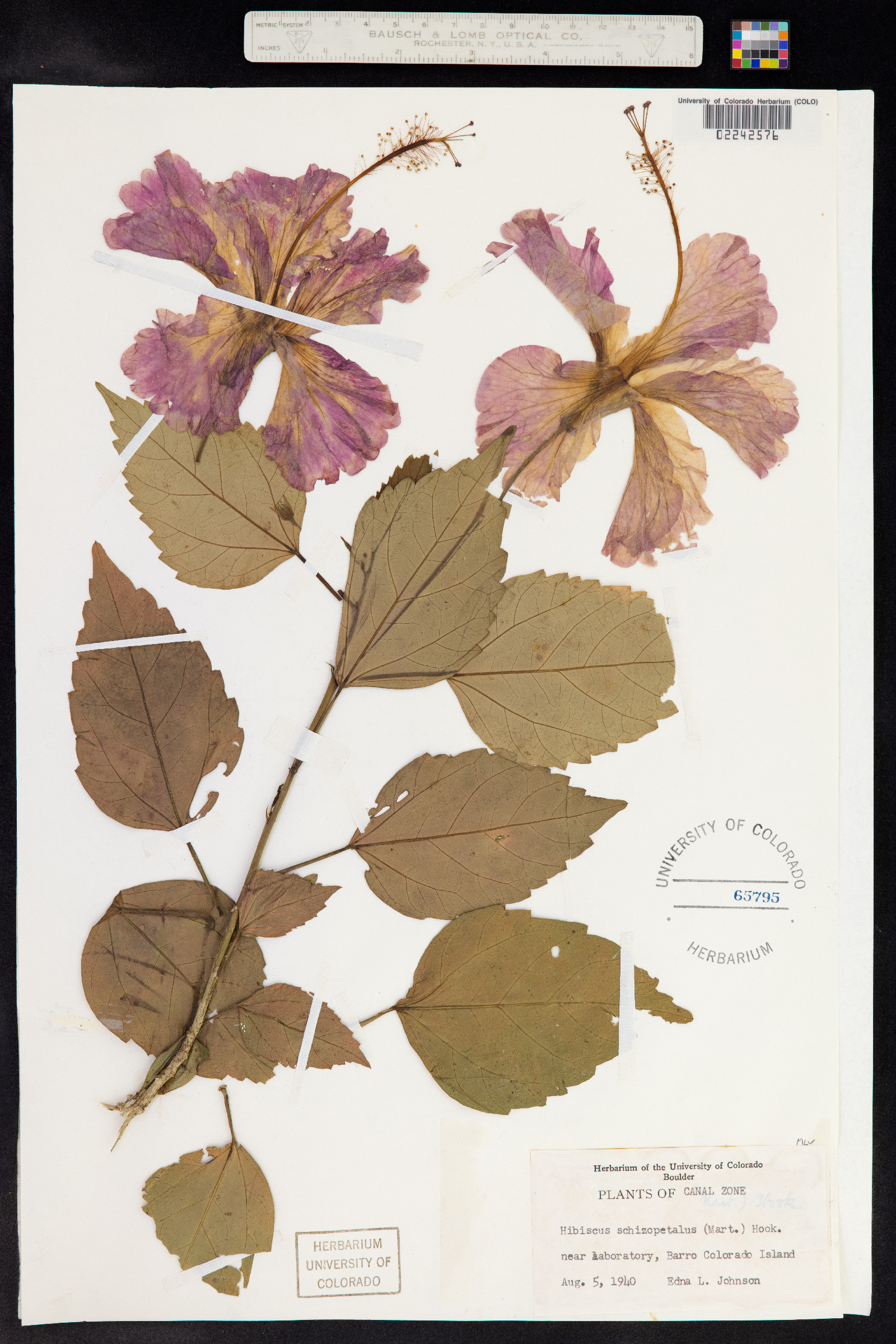 Hibiscus schizopetalus image