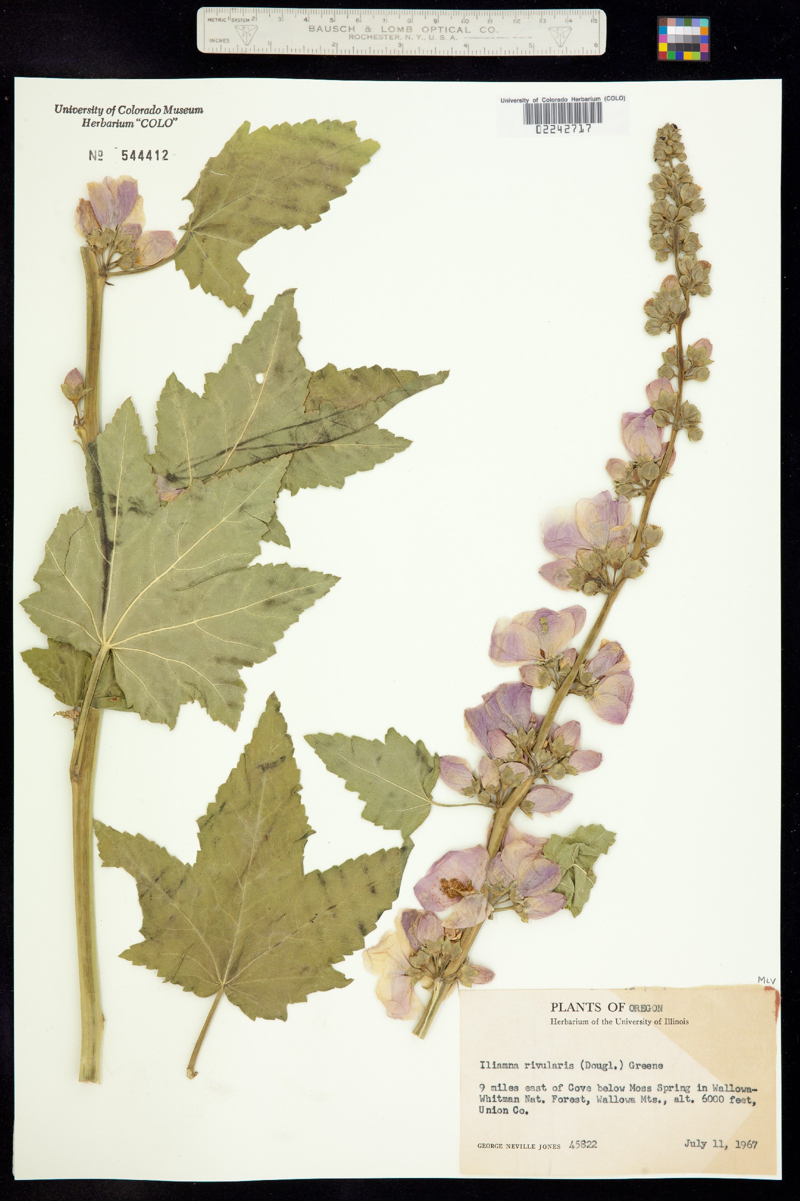 Iliamna rivularis image