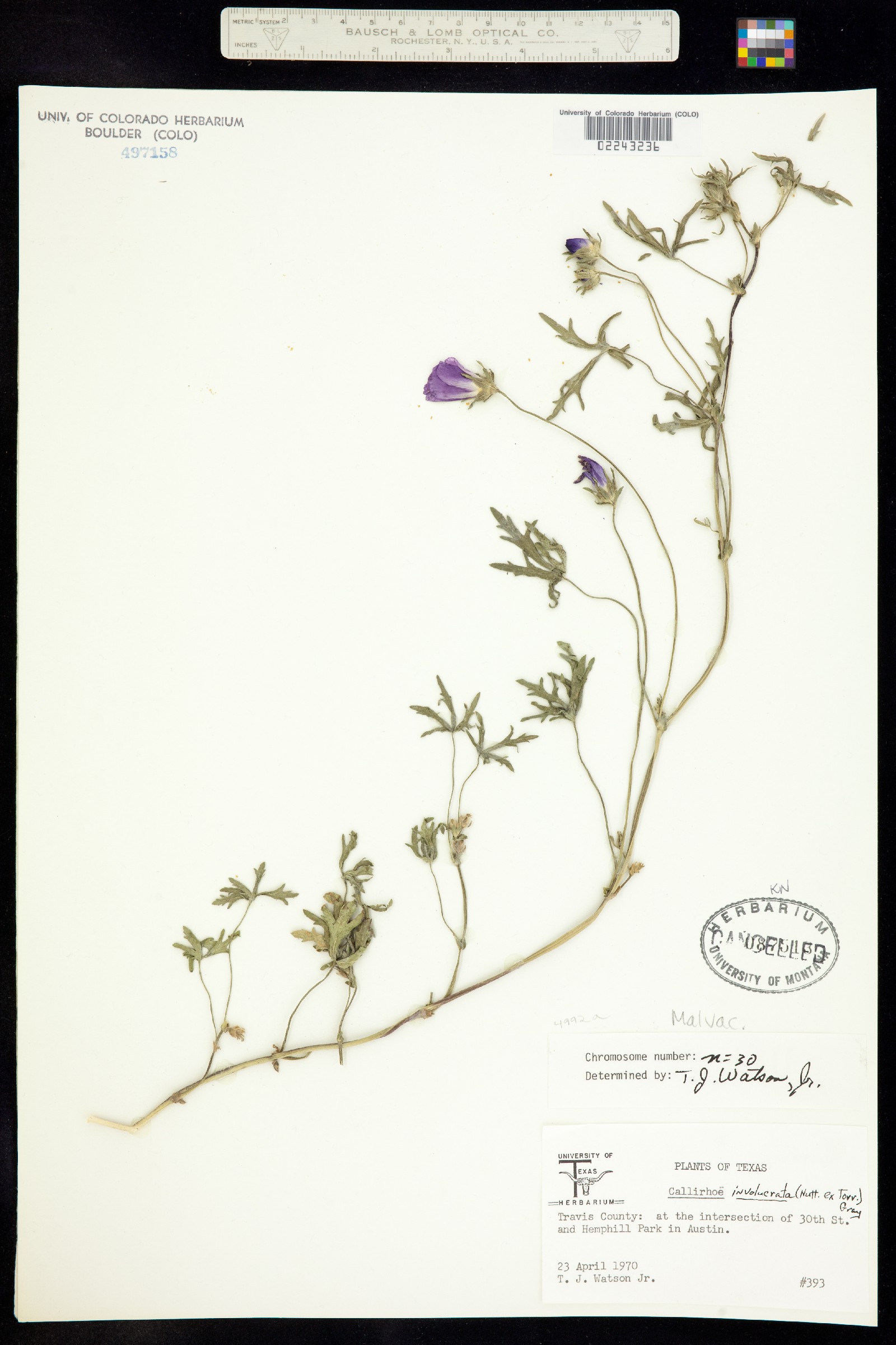 Callirhoë image