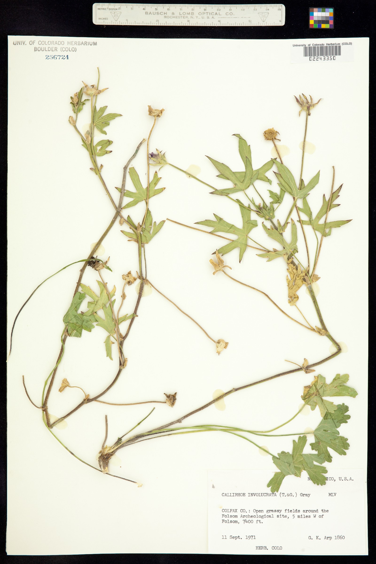 Callirhoë involucrata image