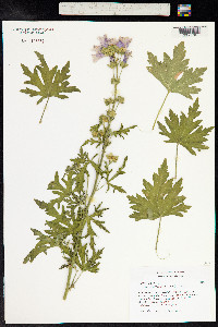 Malva alcea image