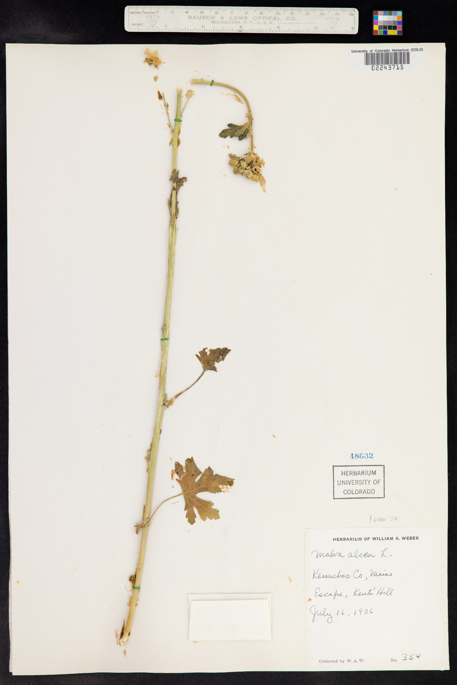 Malva alcea image