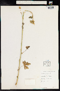 Malva alcea image