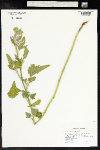 Lavatera thuringiaca image