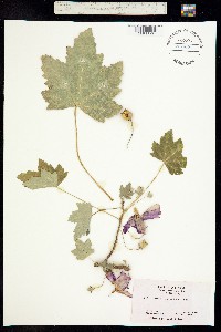 Lavatera assurgentiflora image