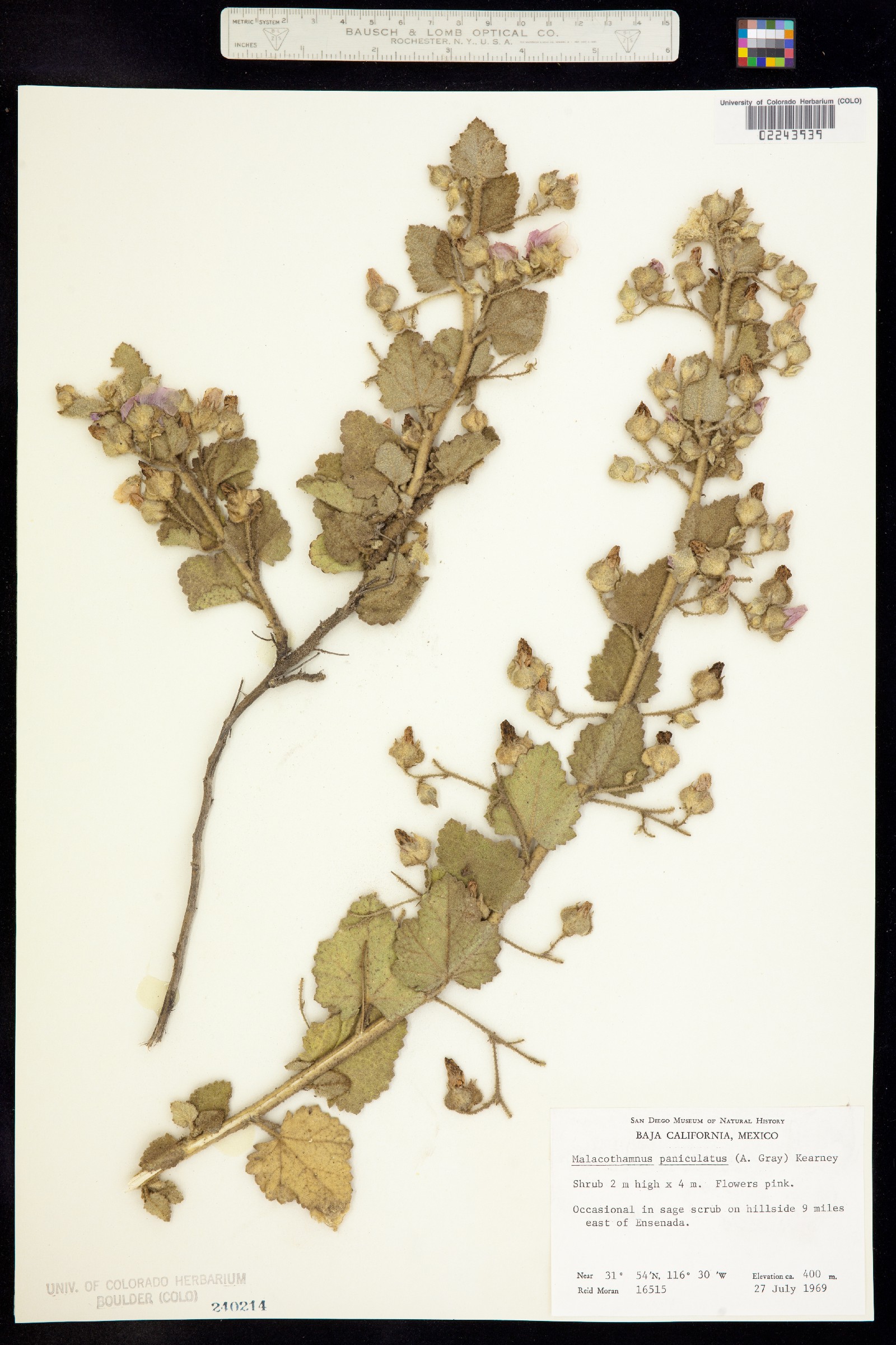 Malacothamnus foliosus image