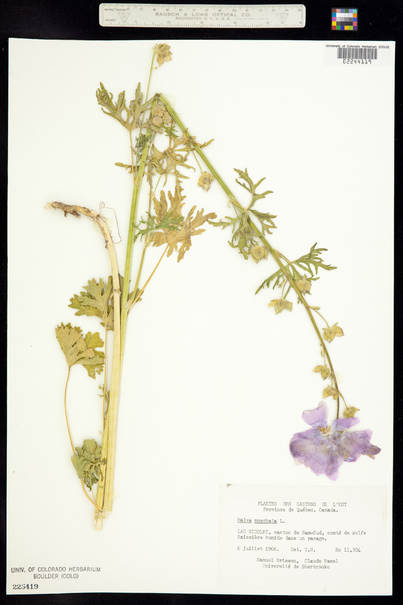 Malva moschata image