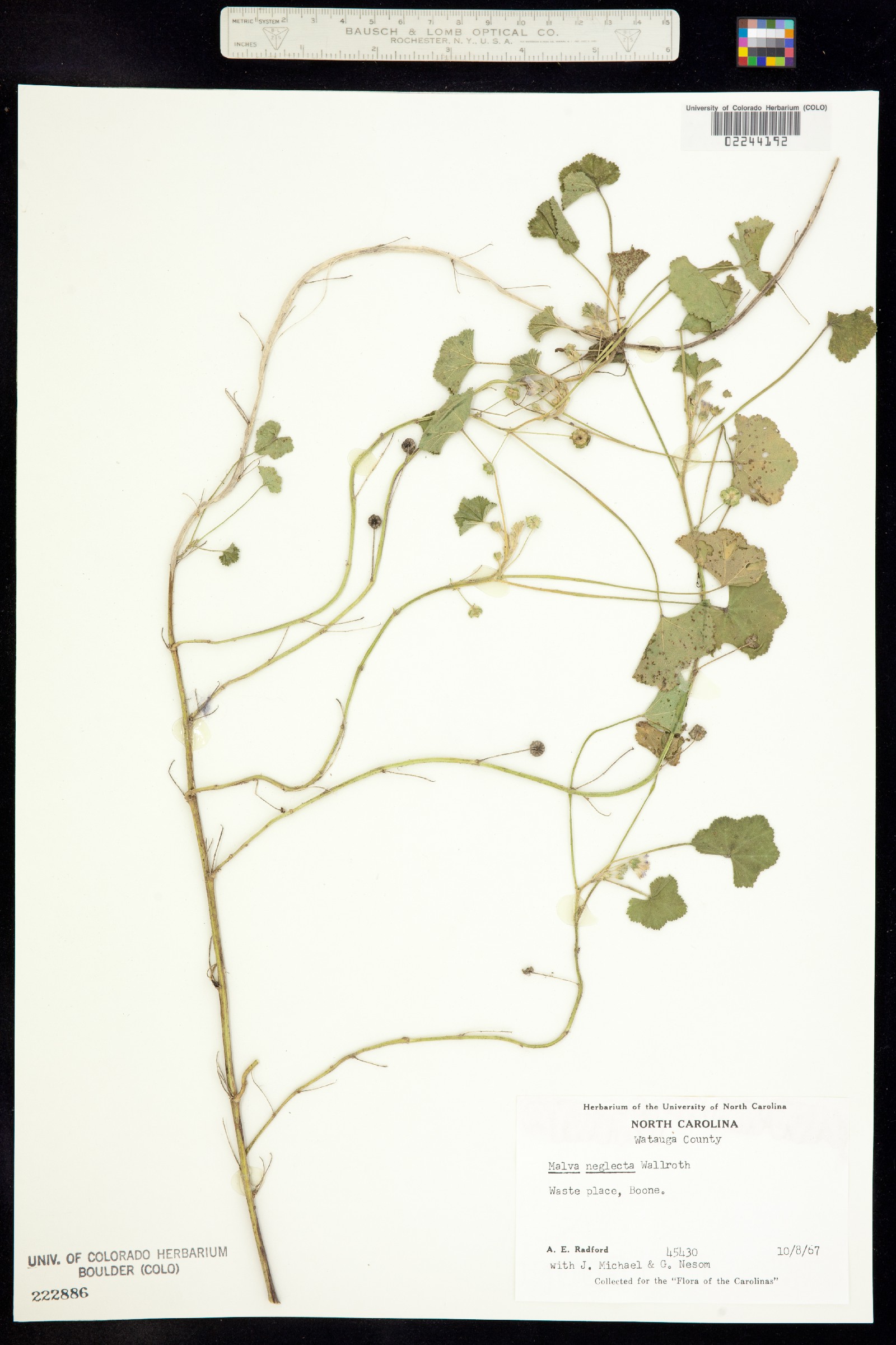 Malva neglecta image