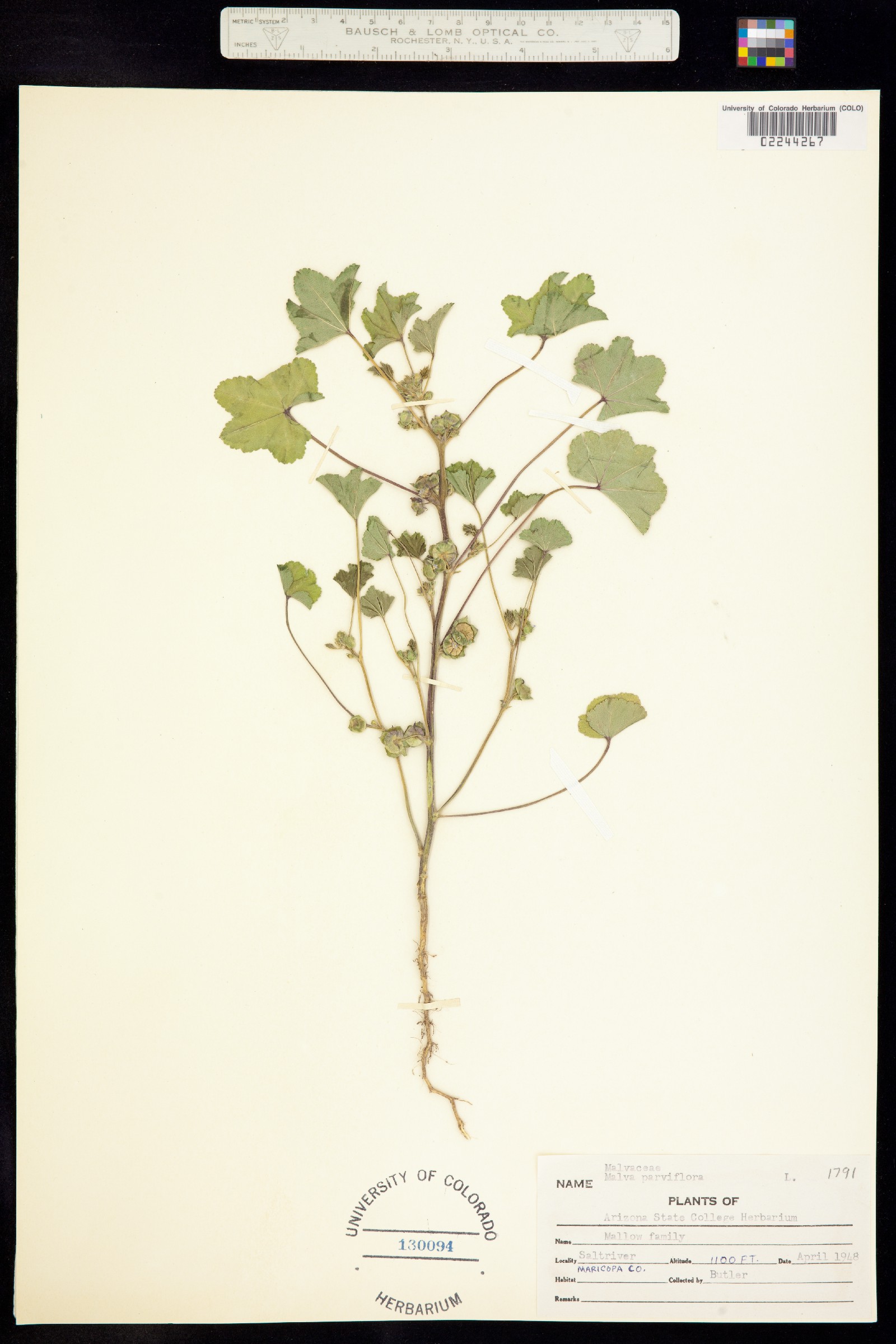 Malva parviflora image