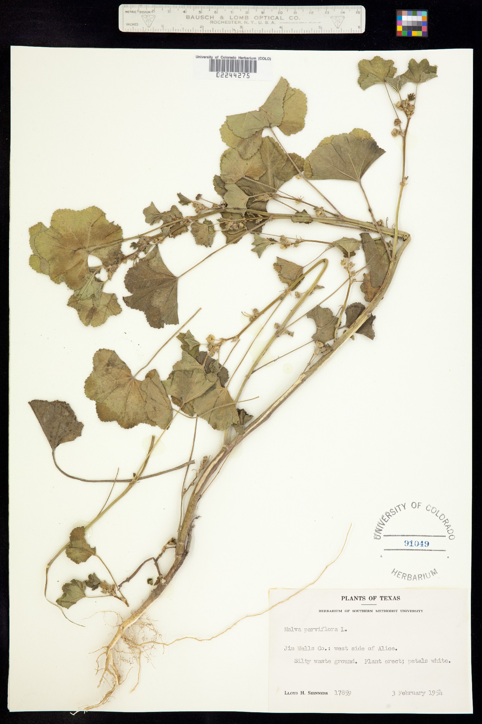 Malva parviflora image