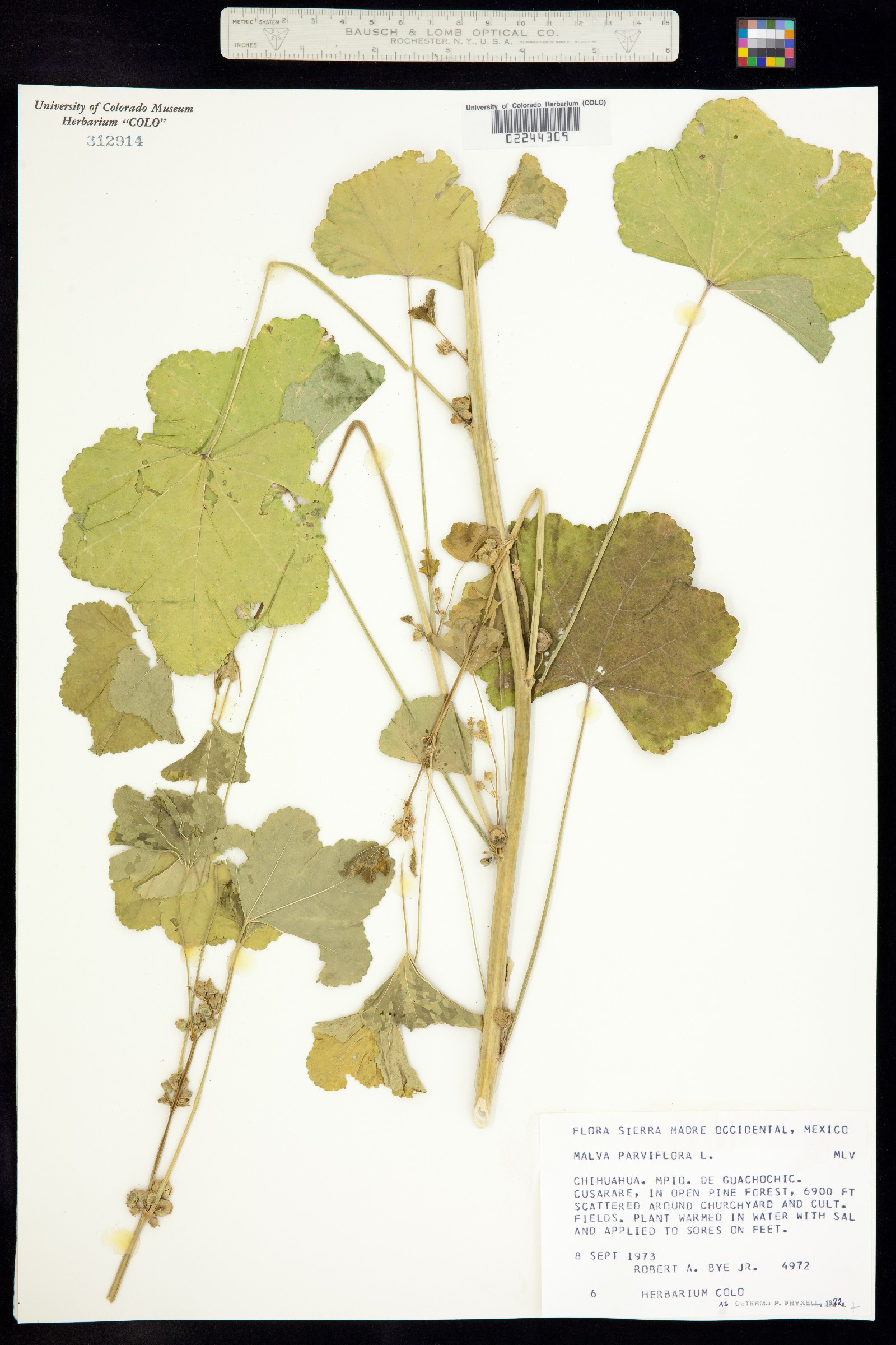 Malva parviflora image