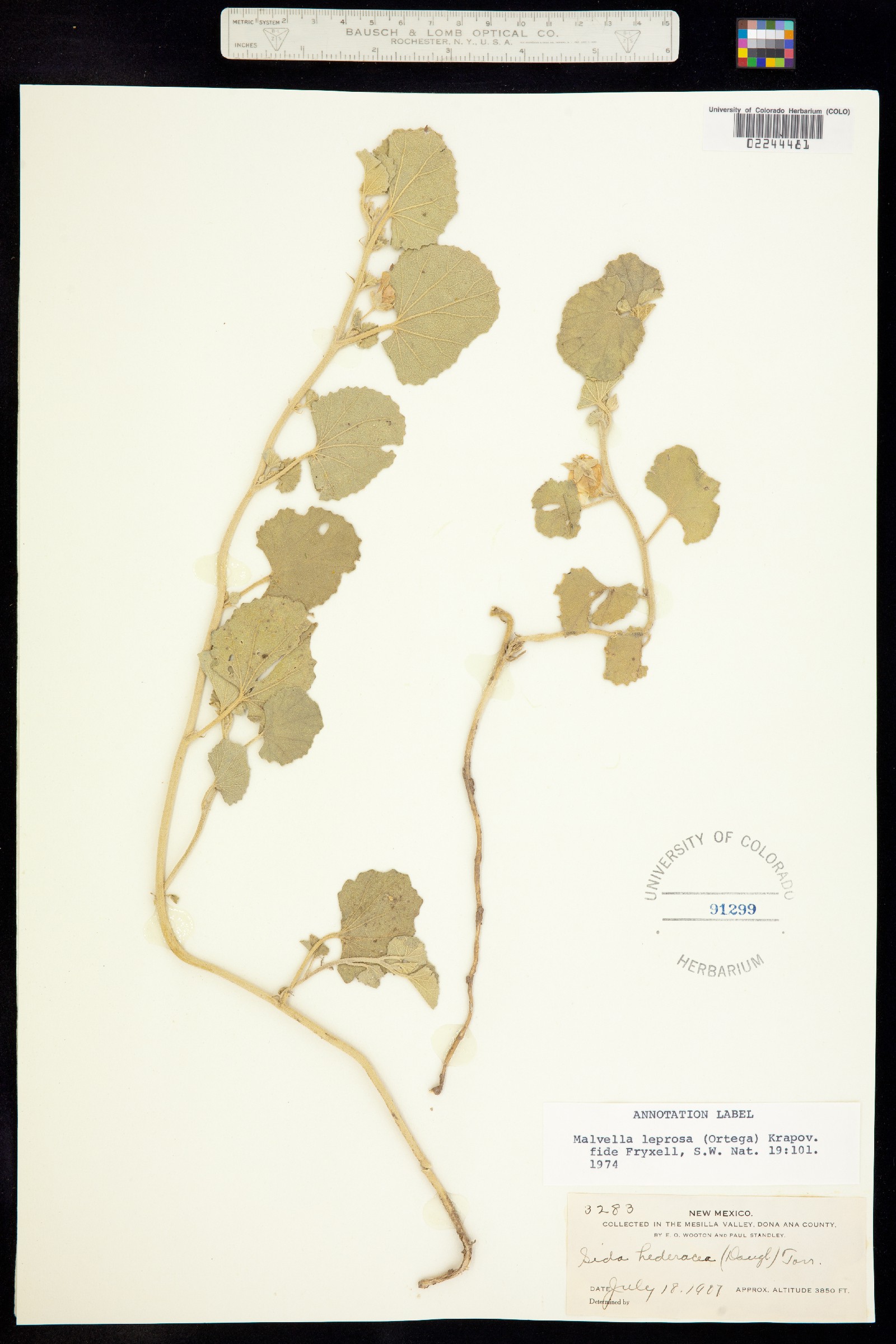 Malvella leprosa image