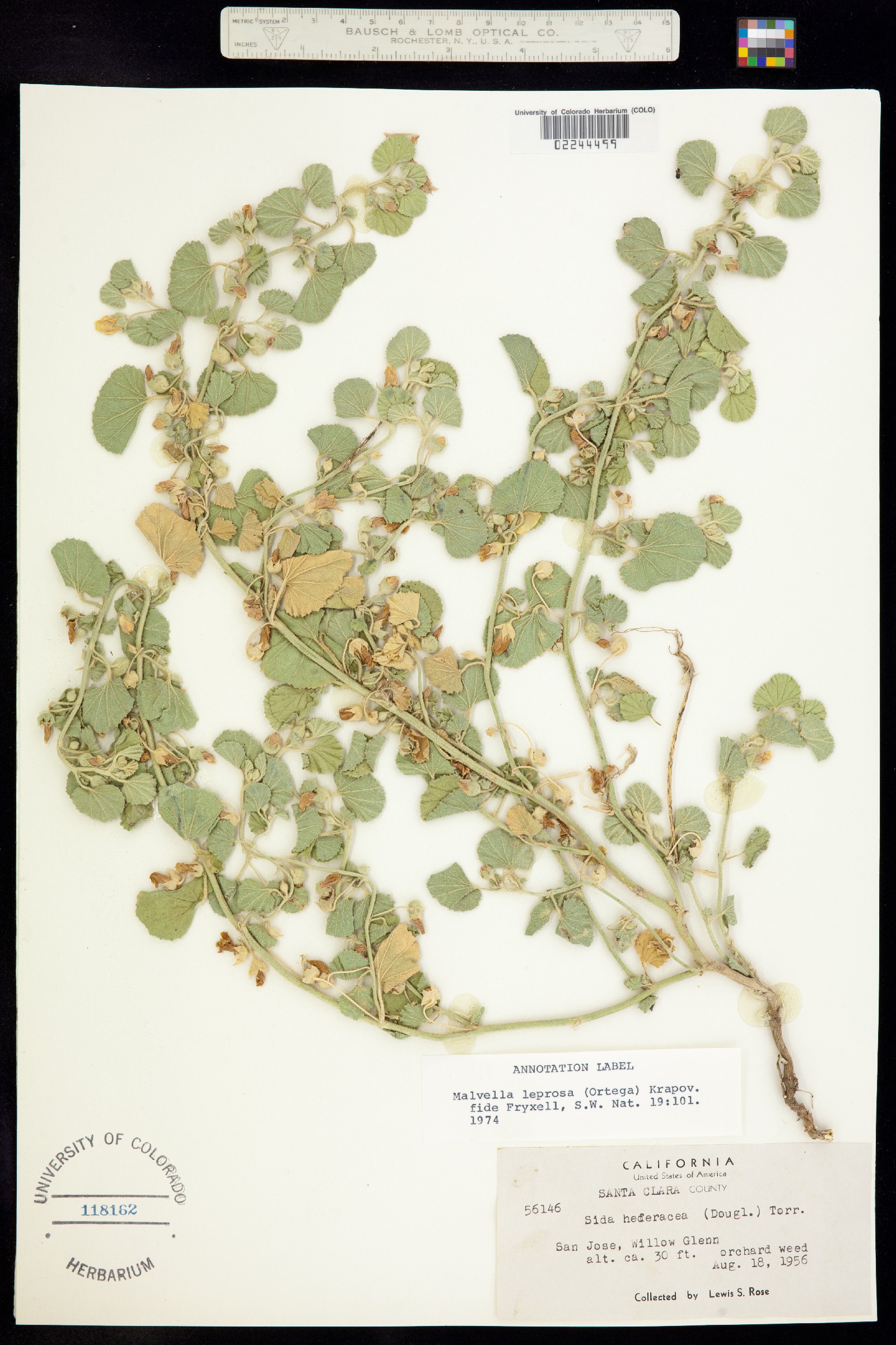 Malvella leprosa image