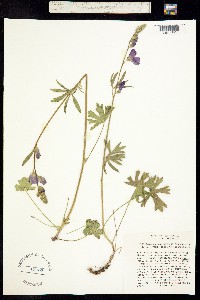 Sidalcea malvaeflora image