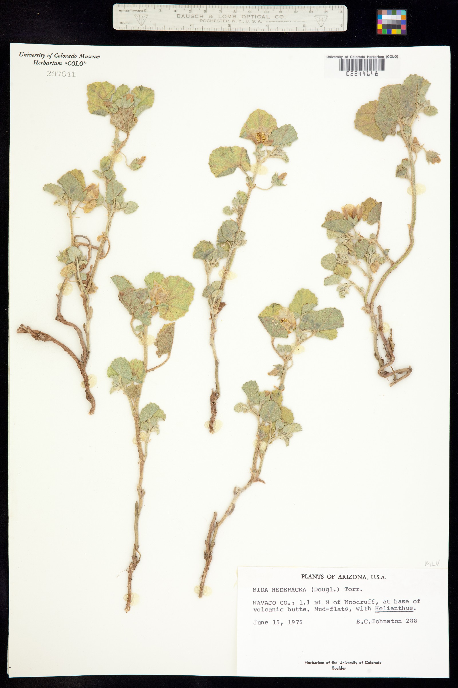 Malvella leprosa image