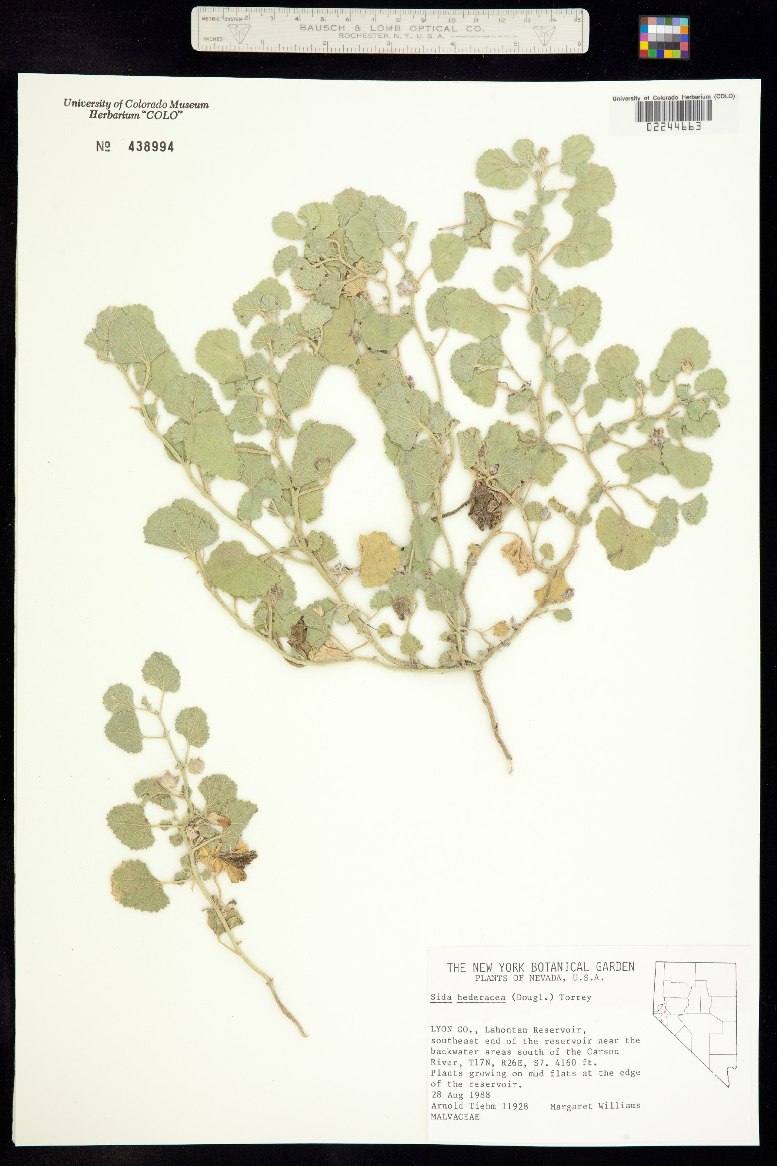 Malvella leprosa image