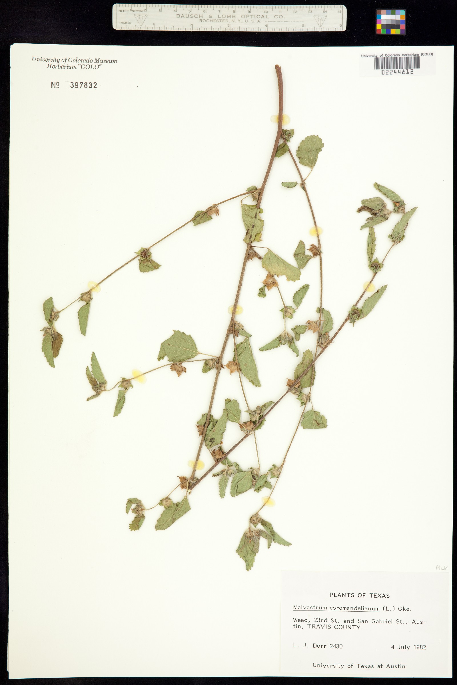 Malvastrum coromandelianum image