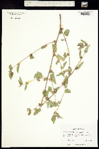 Image of Malvastrum coromandelianum