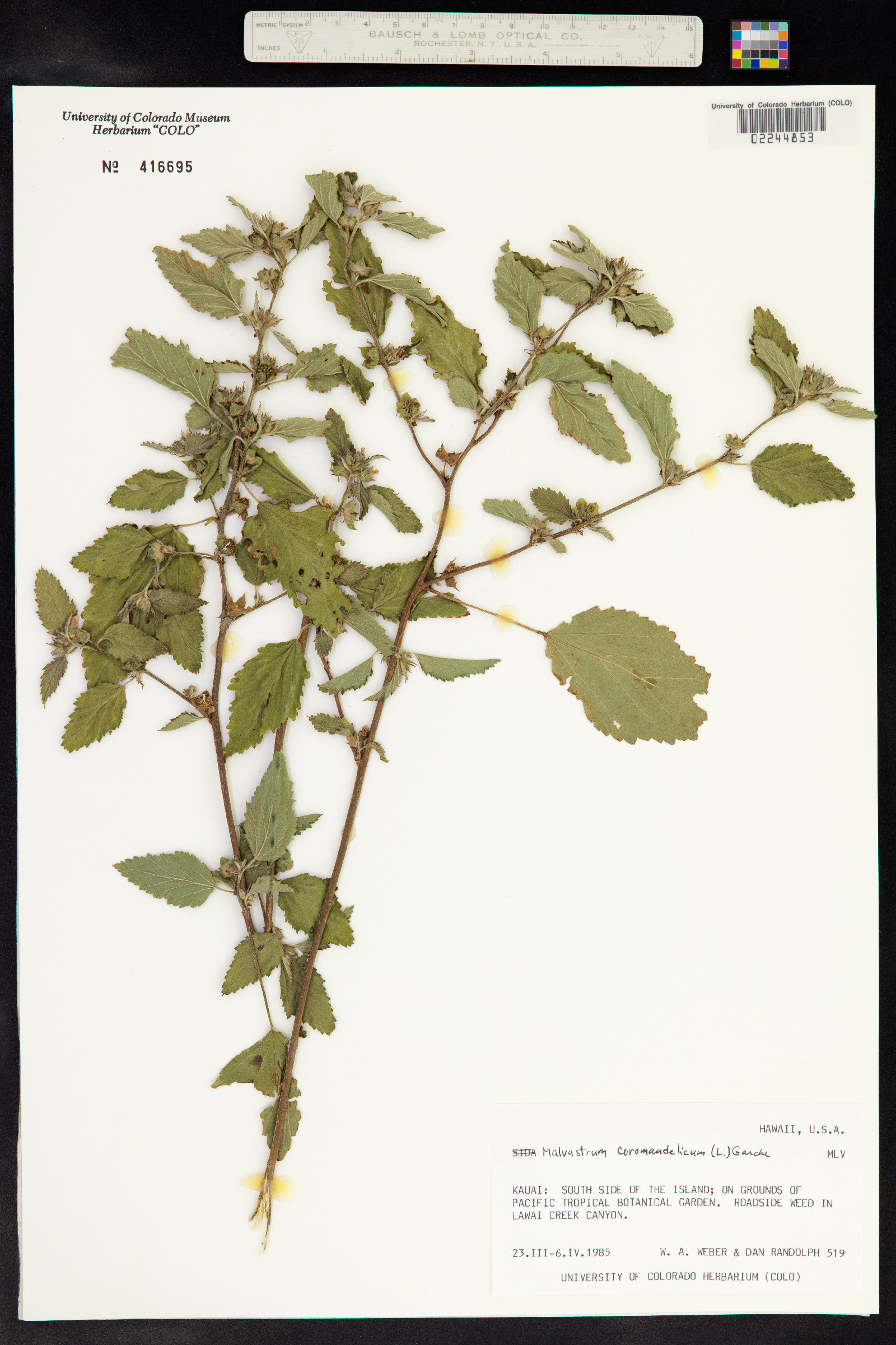 Malvastrum coromandelianum image