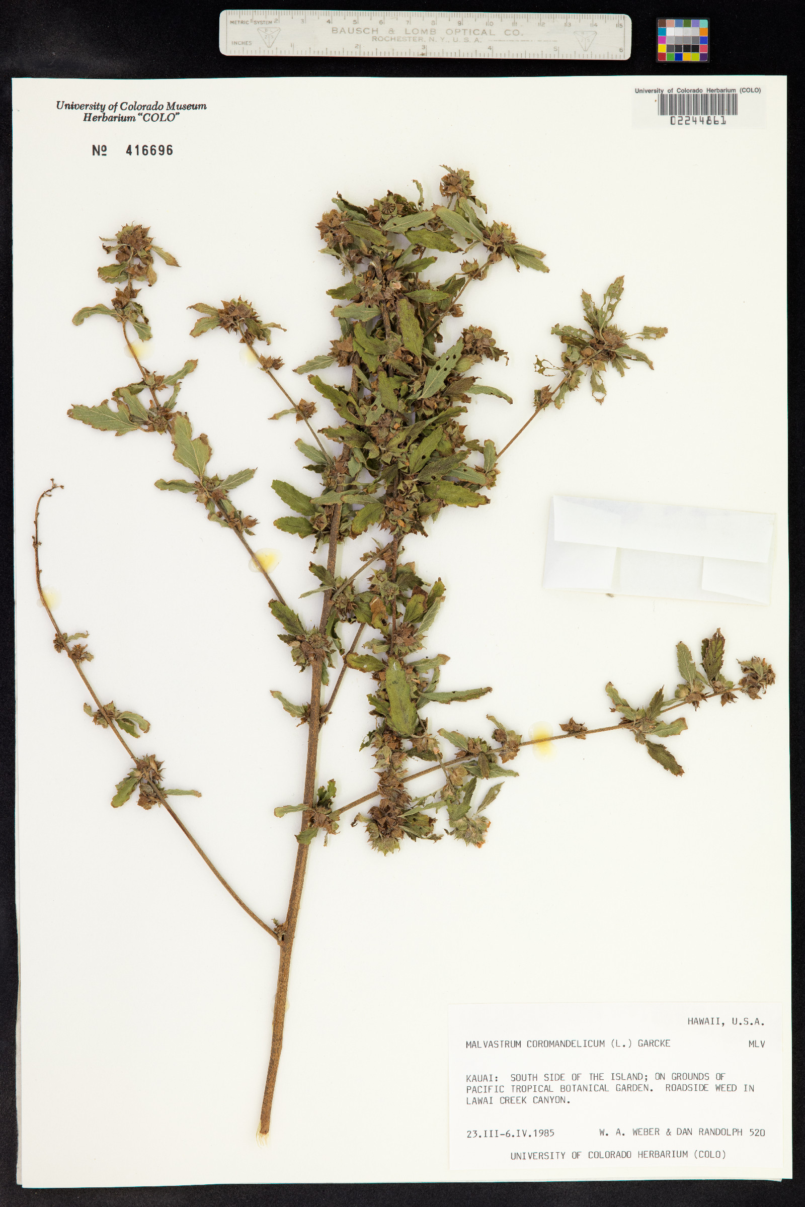 Malvastrum coromandelianum image