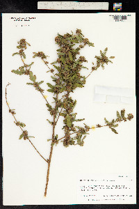 Malvastrum coromandelianum image