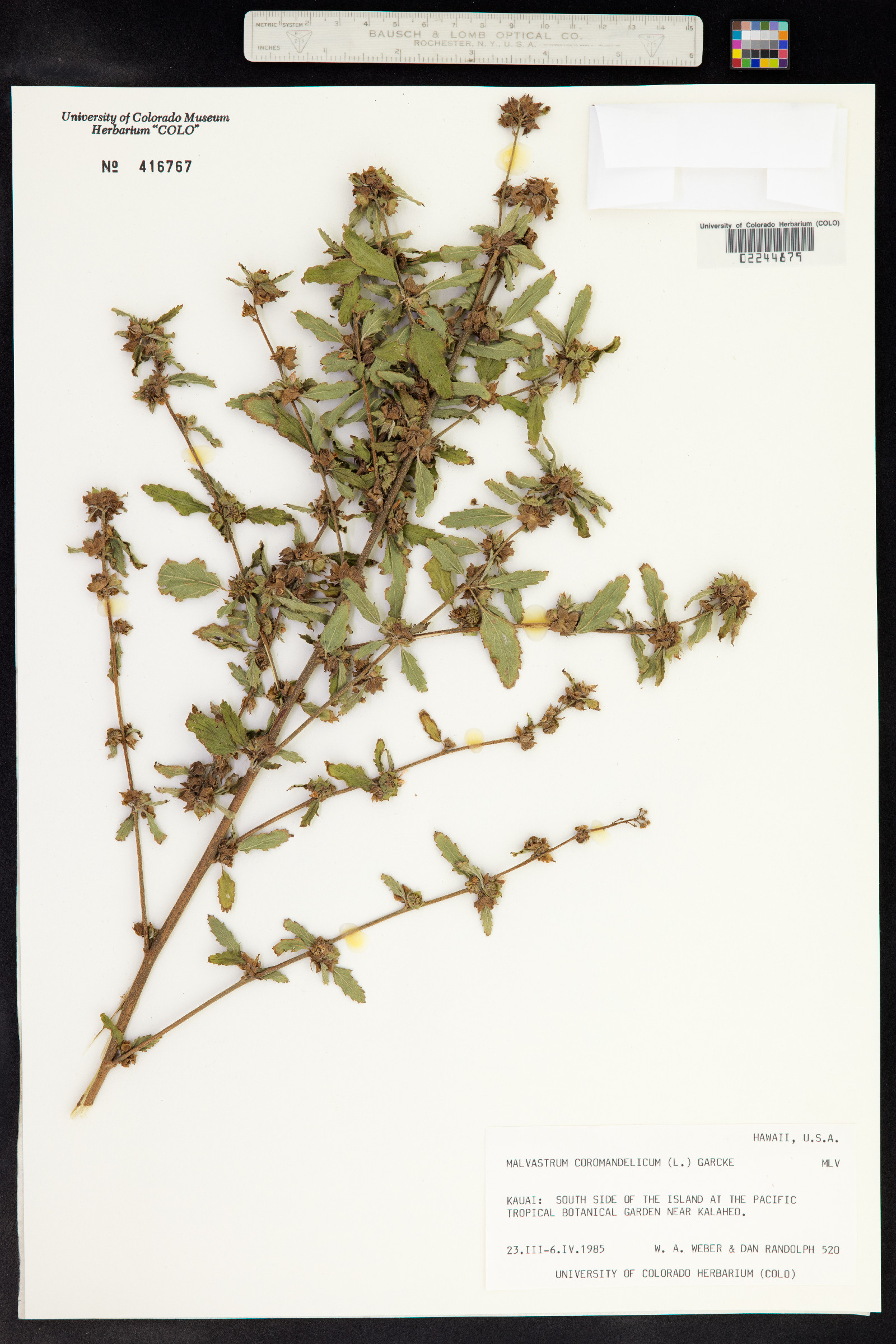 Malvastrum coromandelianum image